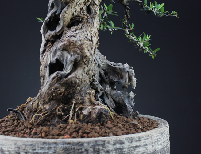 olive bonsai deadwood